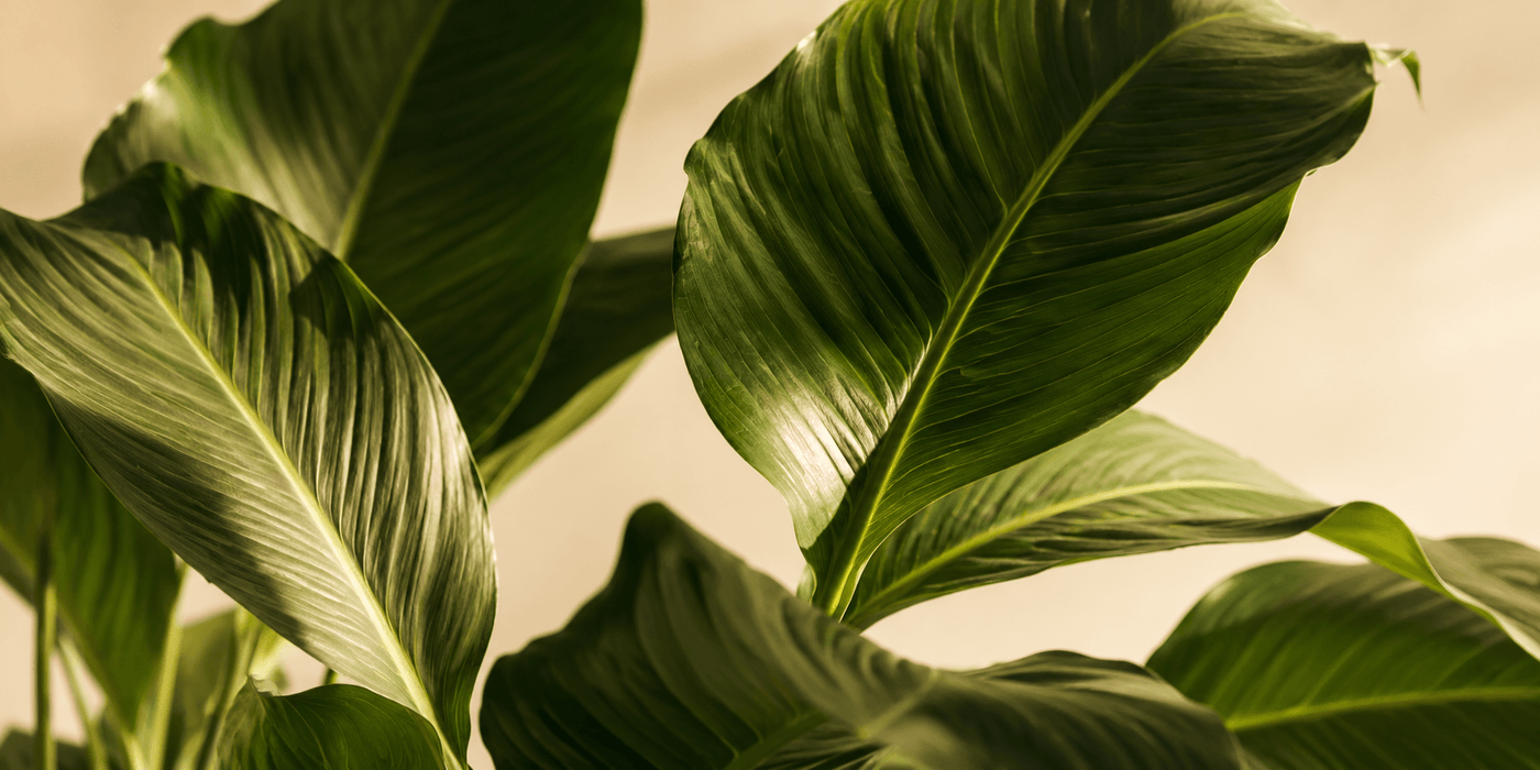 The Rise of Vegan and Gluten-Free Skincare
