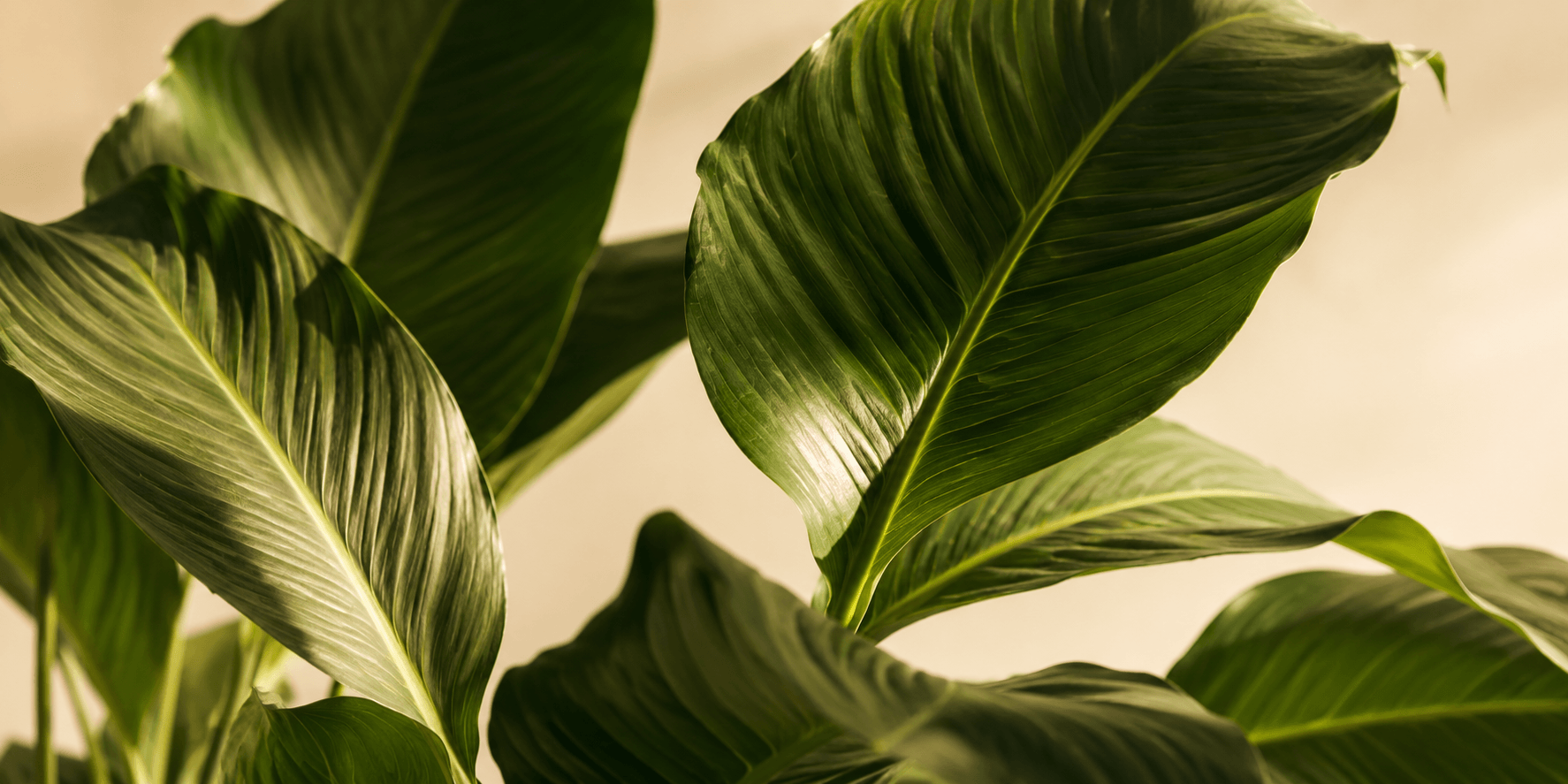 The Rise of Vegan and Gluten-Free Skincare