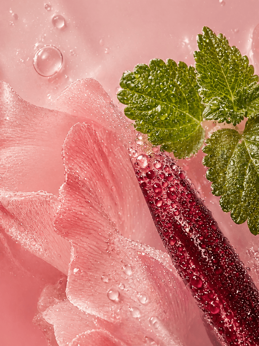 Close-up of pink flower petals and green leaves with water droplets on a pink background Suvera Skincare, gentle skincare