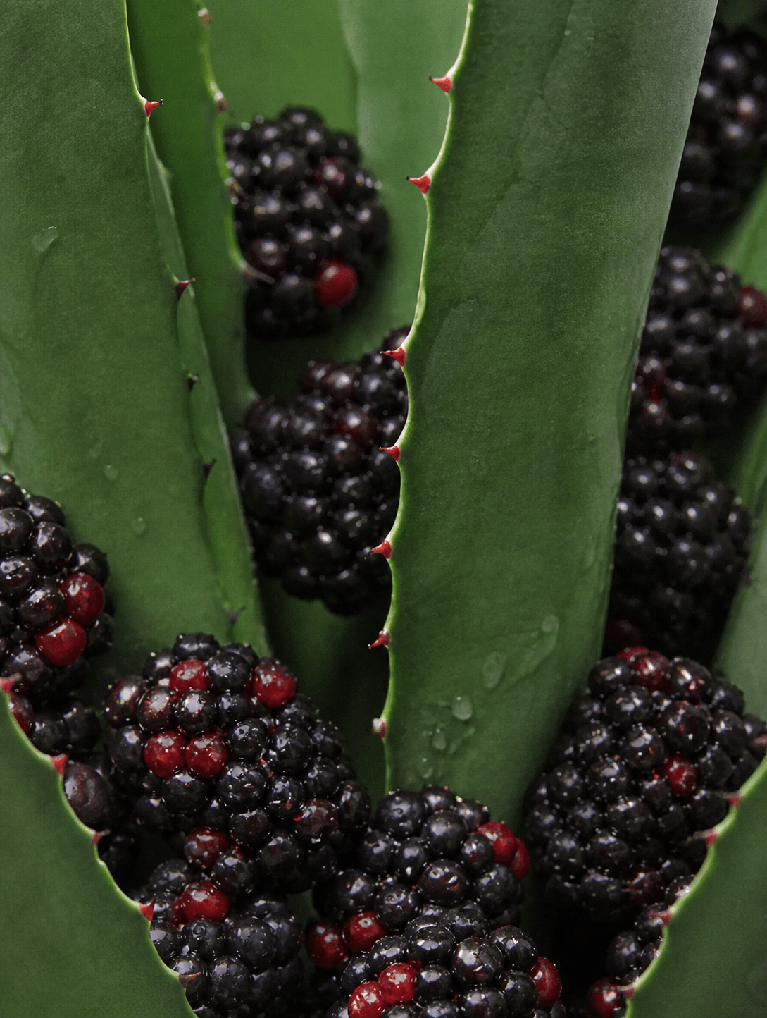 Close-up of black berries with green leaves Botanical ingredient visual with dark berries and green leaves for Suvera skincare