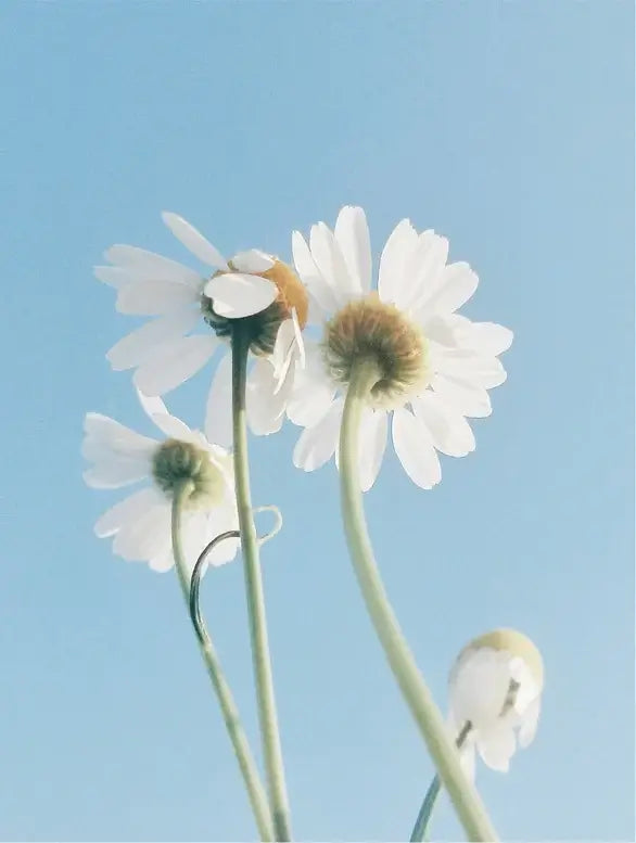 Three white flowers with brown centers against a light blue sky Suvera Skincare, clean skincare