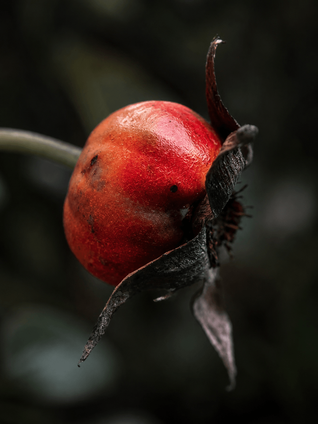 Close-up of a red rose hip with a blurred dark background Suvera Skincare, vegan skincare, nut-free skincare