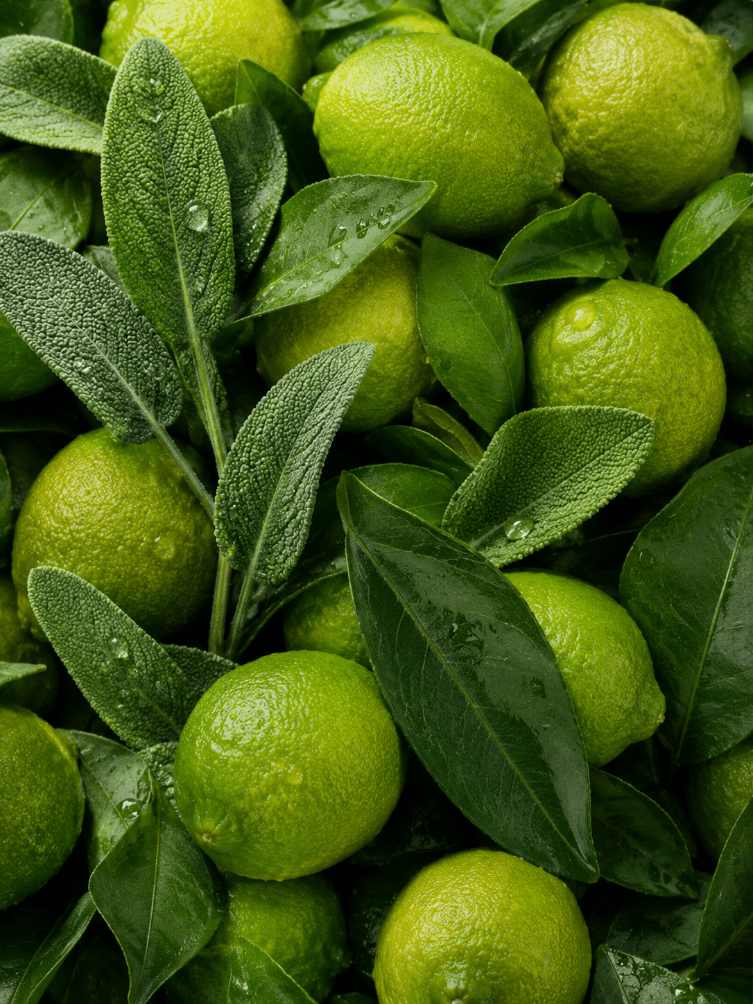 Close-up of green limes with leaves on a dark background Suvera Skincare, Bureau Veritas certified, vegan skincare