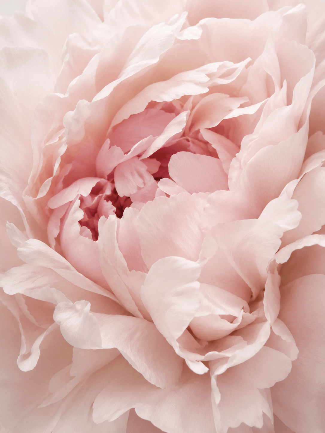 Close-up of a soft pink peony flower Suvera Skincare, Bureau Veritas certified, vegan skincare