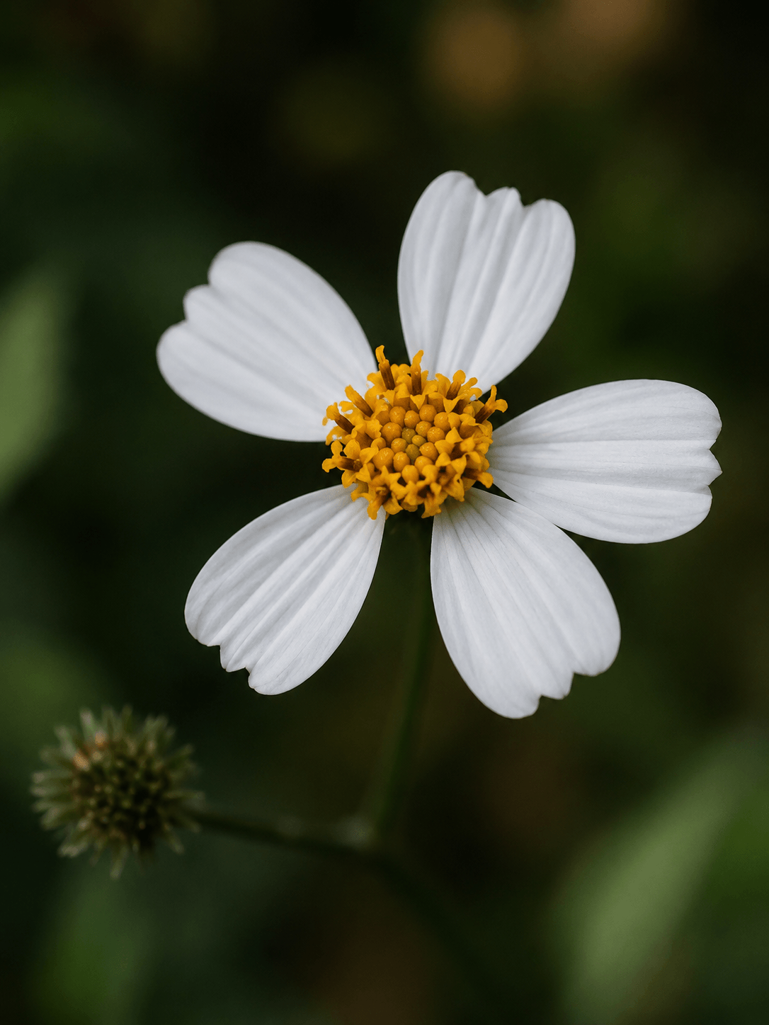 White flower with a yellow center on a blurred green background Suvera Skincare