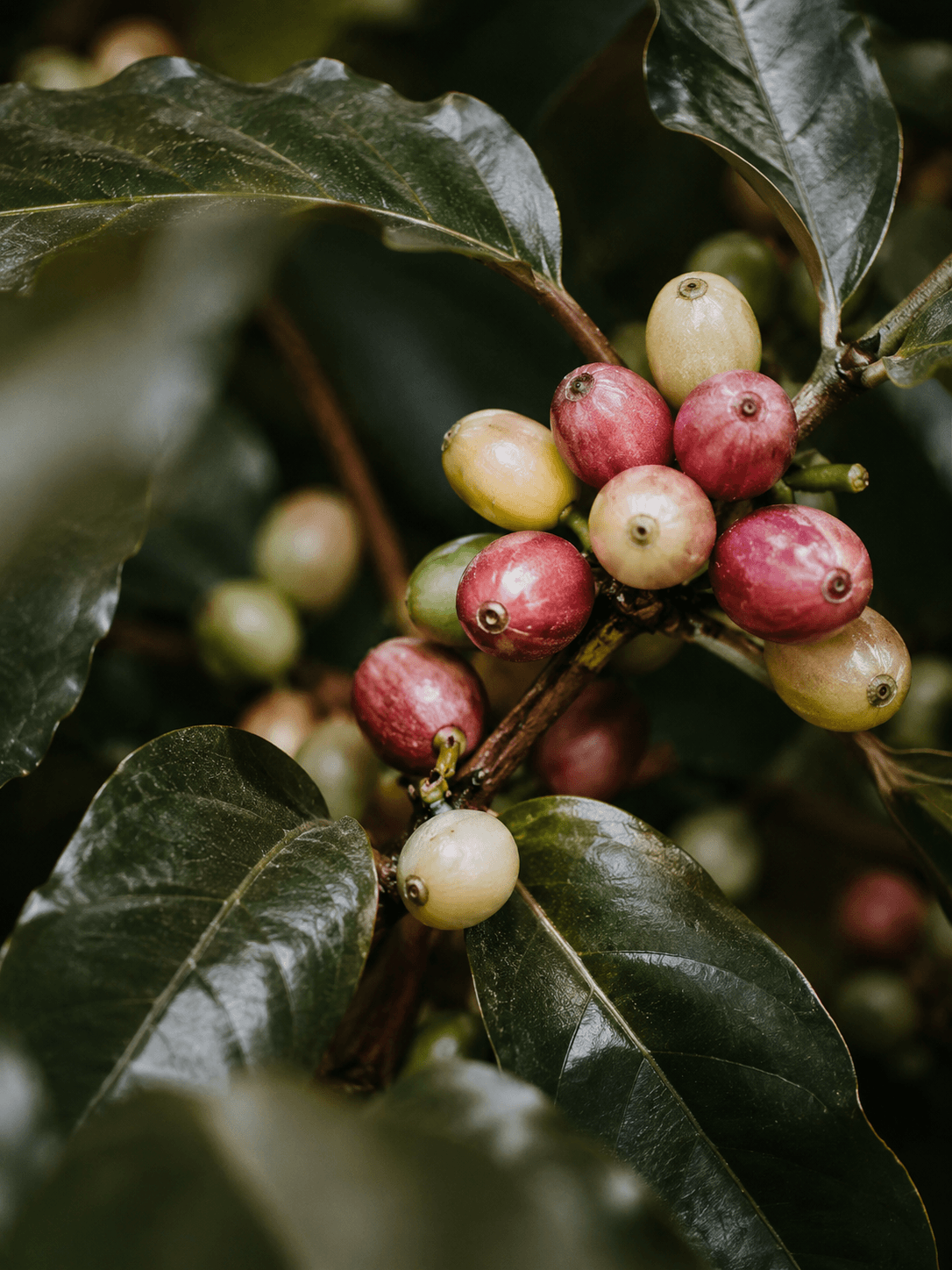 Close-up of coffee berries on a branch with green leaves. Suvera Skincare, vegan skincare