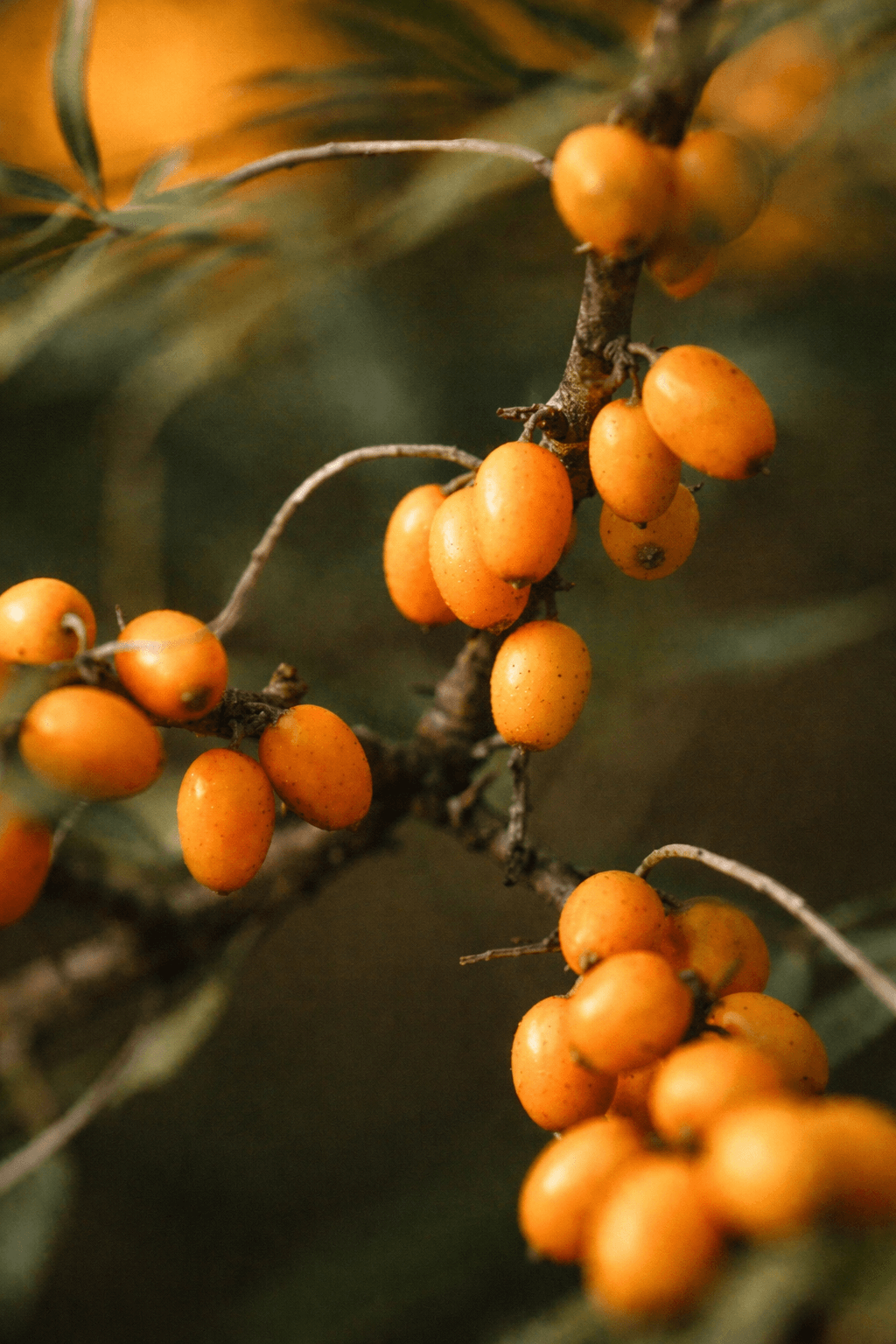 Close-up of orange berries on a branch with a blurred background