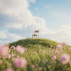 Peaceful setting where a single chair sitting on a small hill with peaceful pink wildflowers Suvera Skincare, local skincare brand, vegan skincare